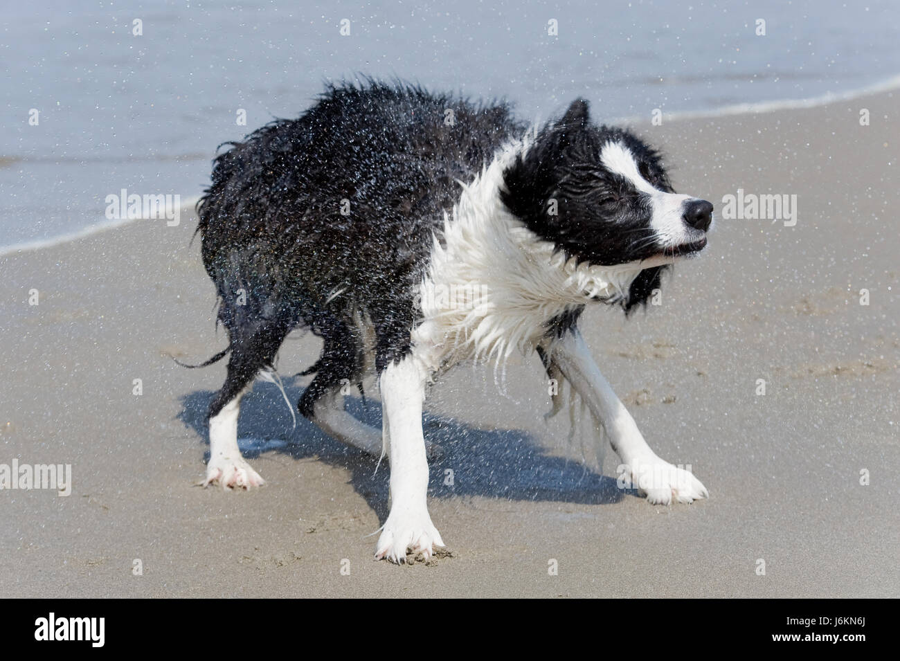 pet beach seaside the beach seashore dog salt water sea ocean water