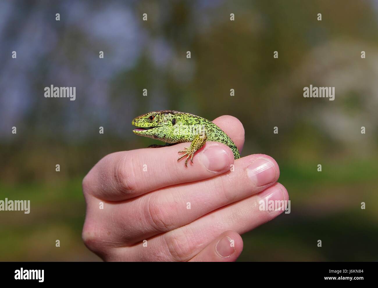 hand animal tail reptiles drawing photo picture image copy deduction ...