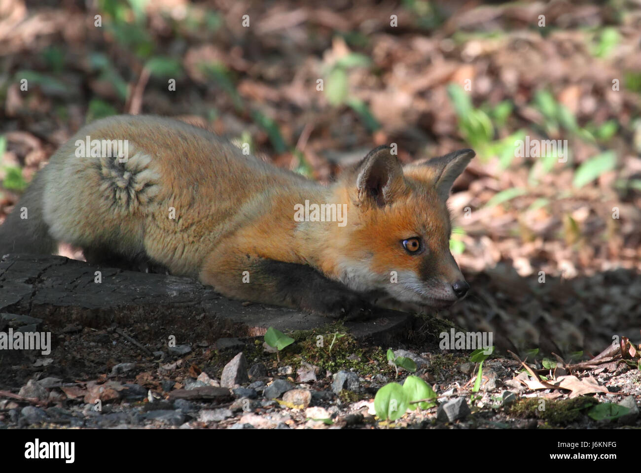 animal mammal wildlife cub baby fox kit young younger newborn child newborn Stock Photo - Alamy animal mammal wildlife cub baby fox kit young younger newborn child newborn Stock Photo - Alamy