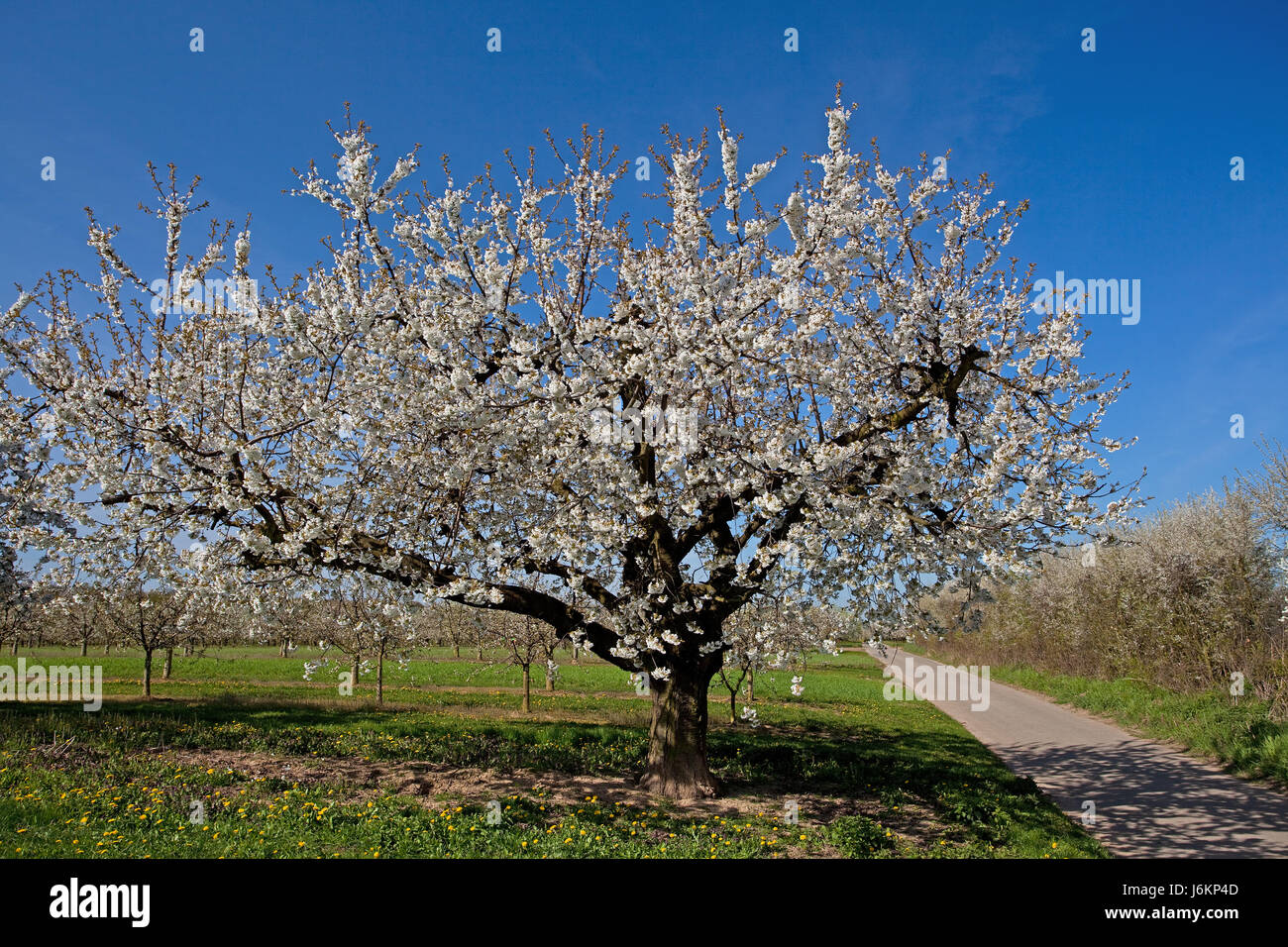 kirschbaum Stock Photo