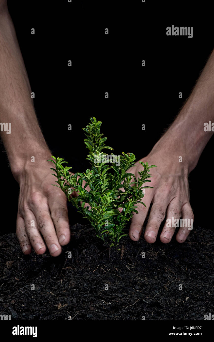 tree ground soil earth humus possession holding nature hand finger leaf ...