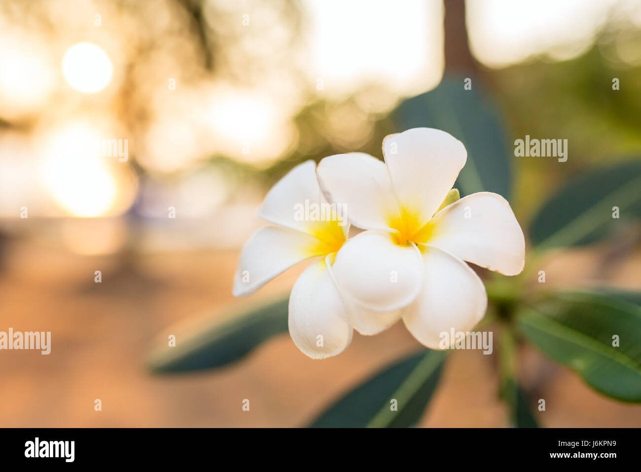 Beautiful white and yellow frangipani flower close-up Stock Photo