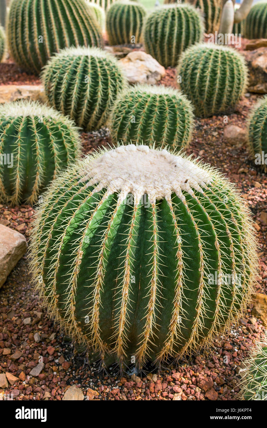 Fresh green cactus with needles closeup Stock Photo