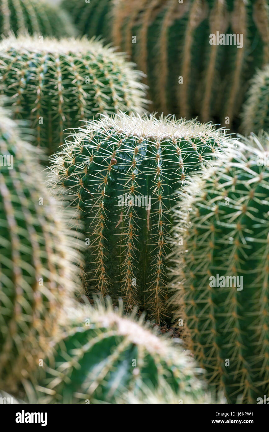 Fresh green cactus with needles closeup Stock Photo