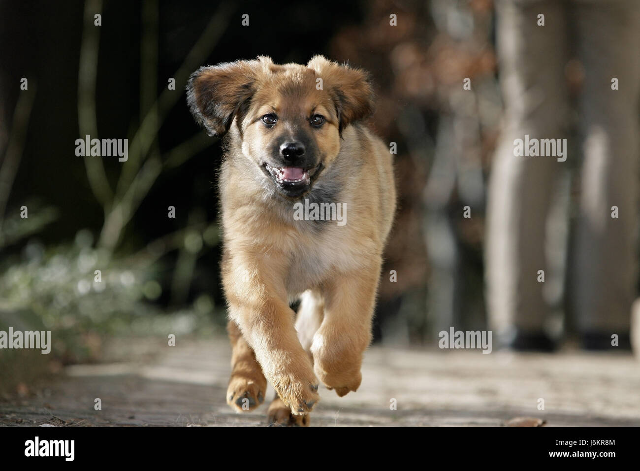 dog puppy rage pedigree dog young younger event competition race laugh laughs Stock Photo