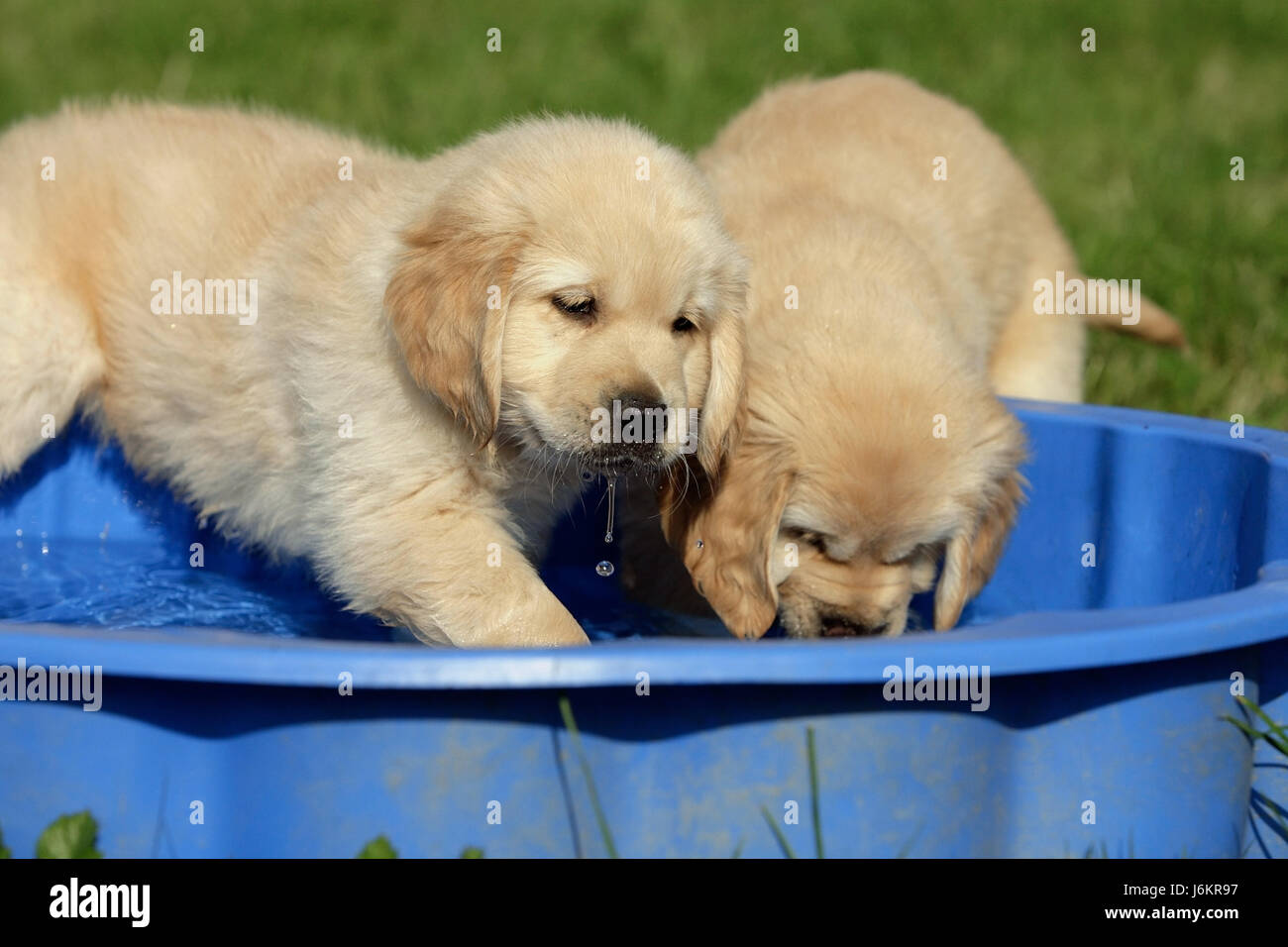 golden retriever puppies Stock Photo Alamy