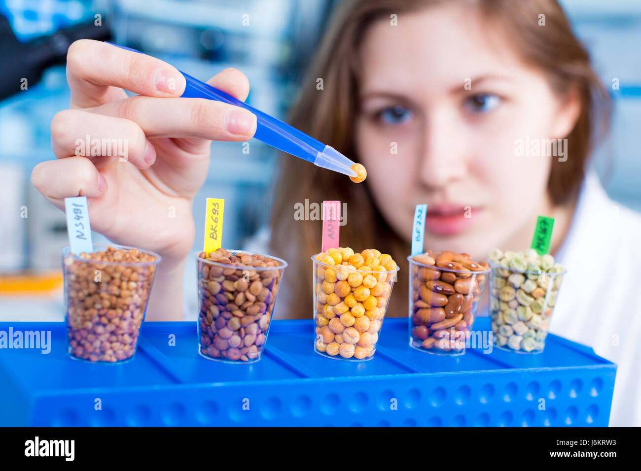 girl in the laboratory of food quality tests legumes grain. Different varieties of lentils in a laboratory breeding and genetic engineering Stock Photo