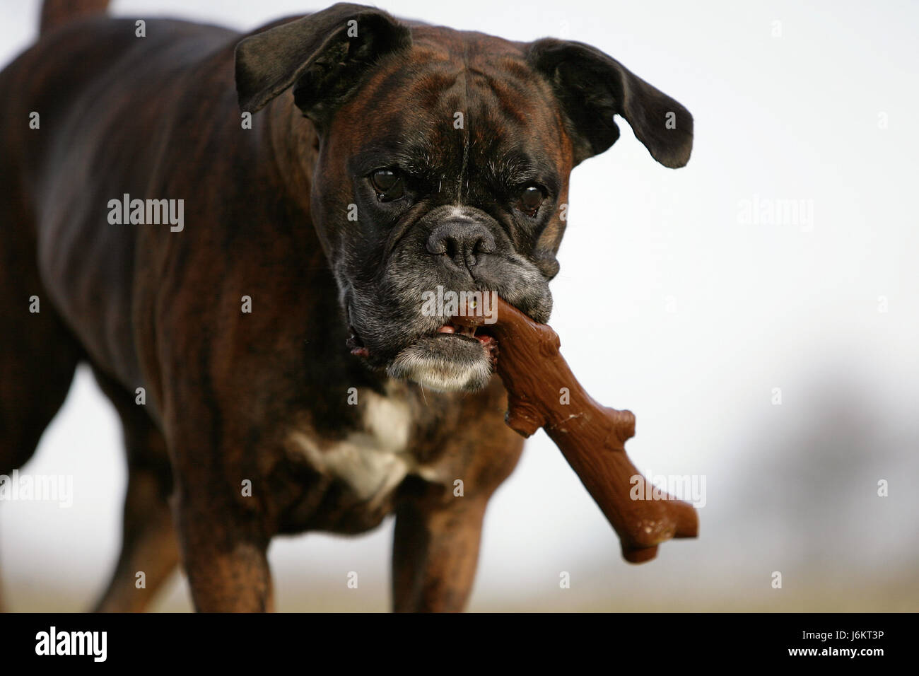 let at håndtere På jorden Seneste nyt Boxer hund hi-res stock photography and images - Alamy