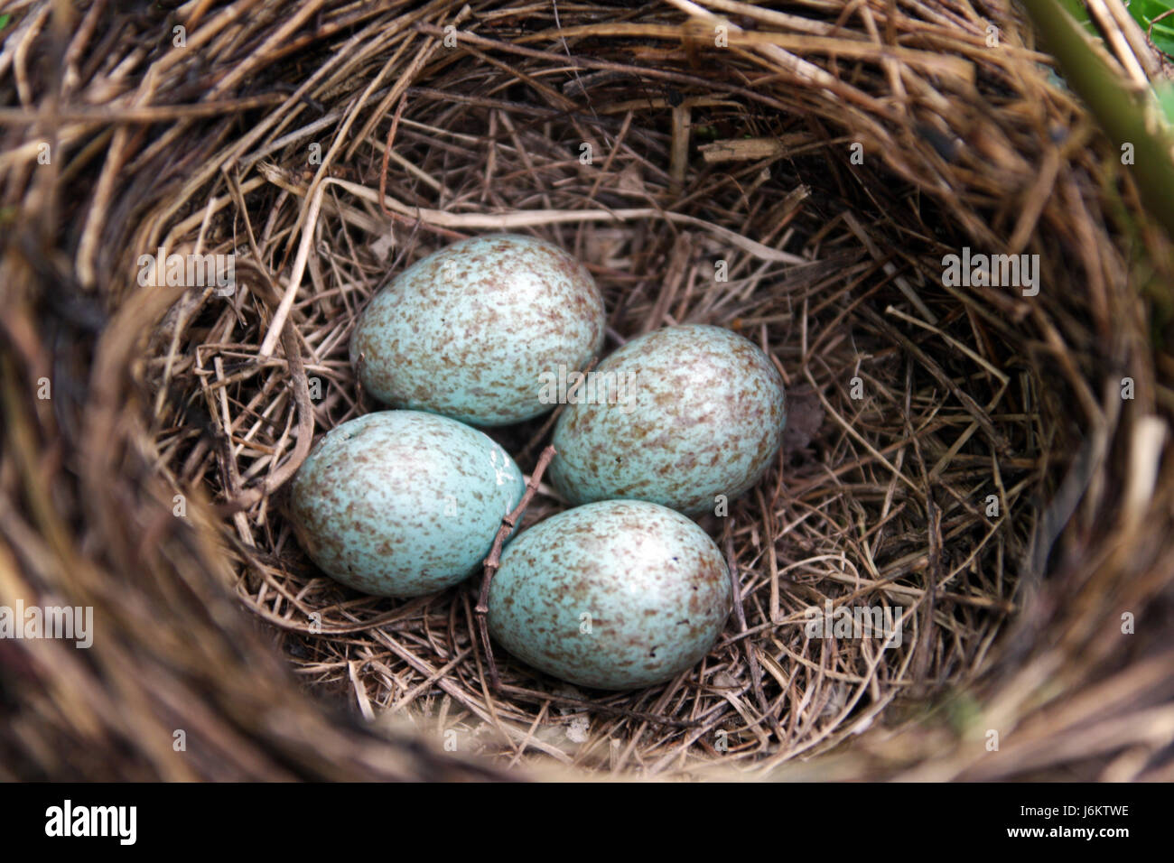 eggs clutch nest blackbird eggs clutch spawn hatch vogelnest