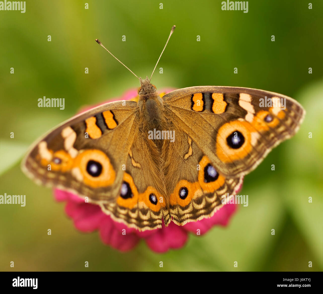insect butterfly argus meadow fall autumn blue insect brown brownish brunette Stock Photo