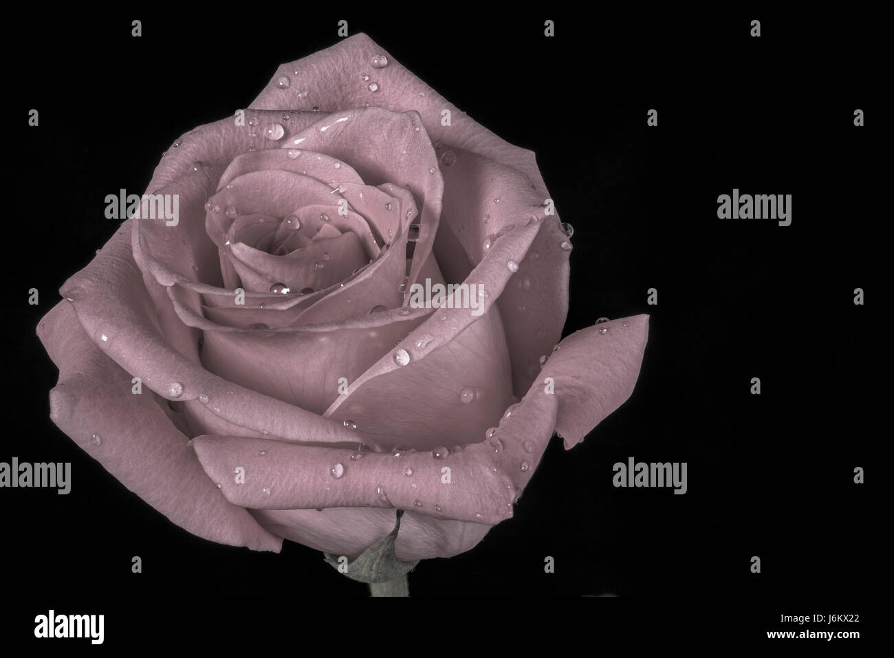 Washed Red Roses Washed out color in a red rose with water drops Stock Photo - Alamy