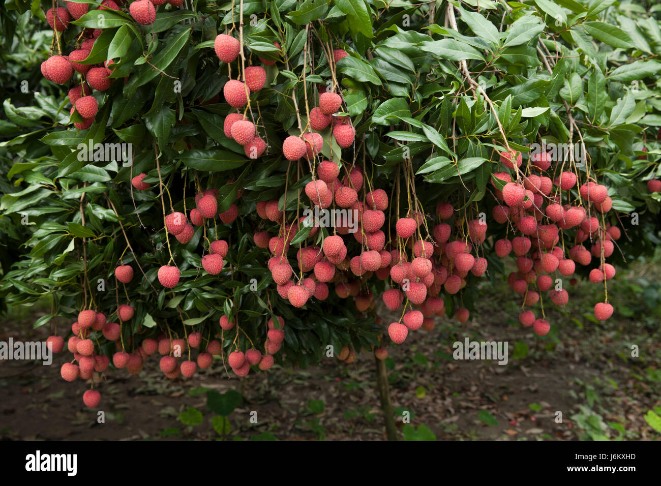 Litchi plantation. Ishwardi, Pabna, Bangladesh Stock Photo Alamy