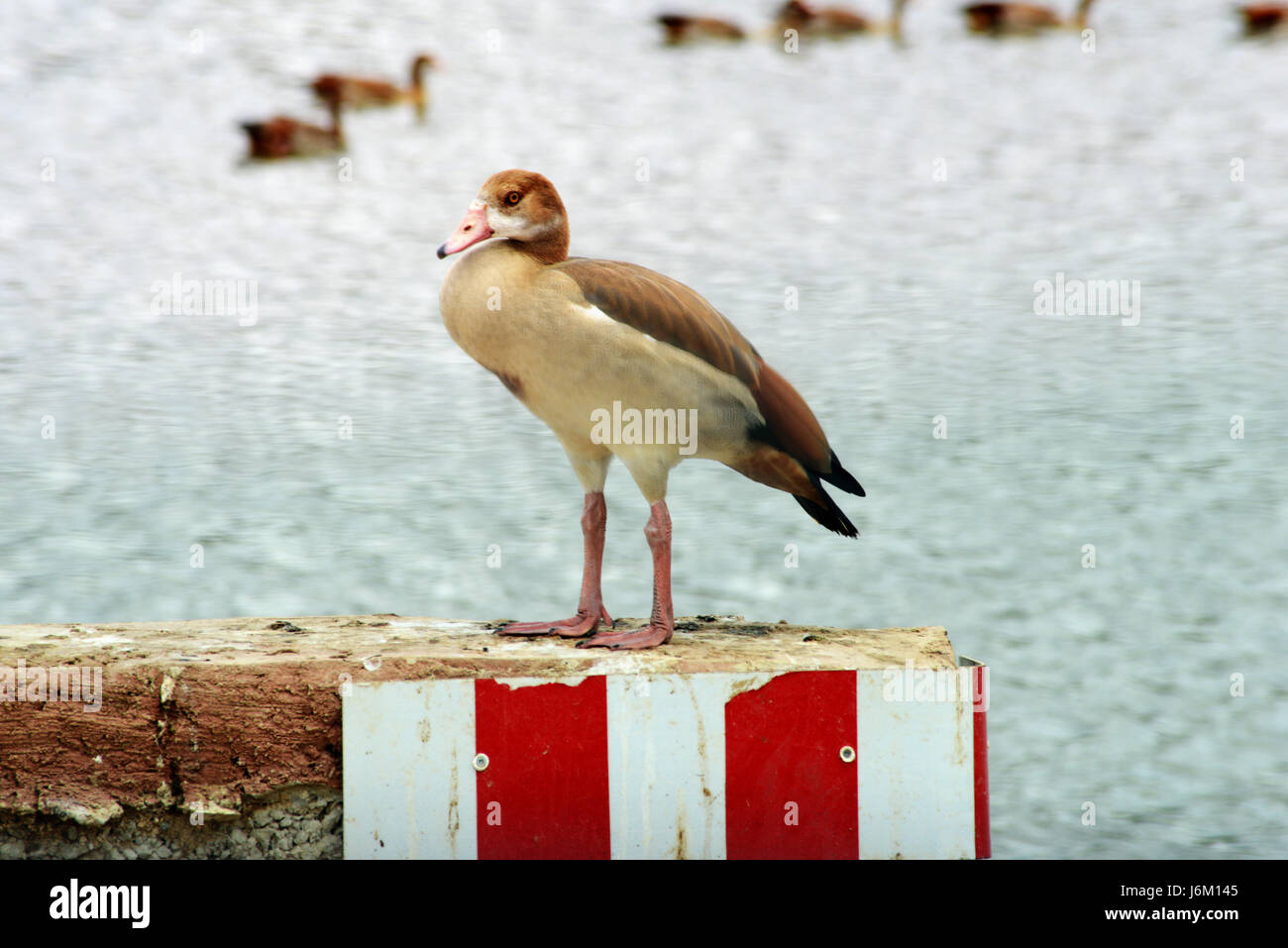 Animal zoo wild hi-res stock photography and images - Alamy