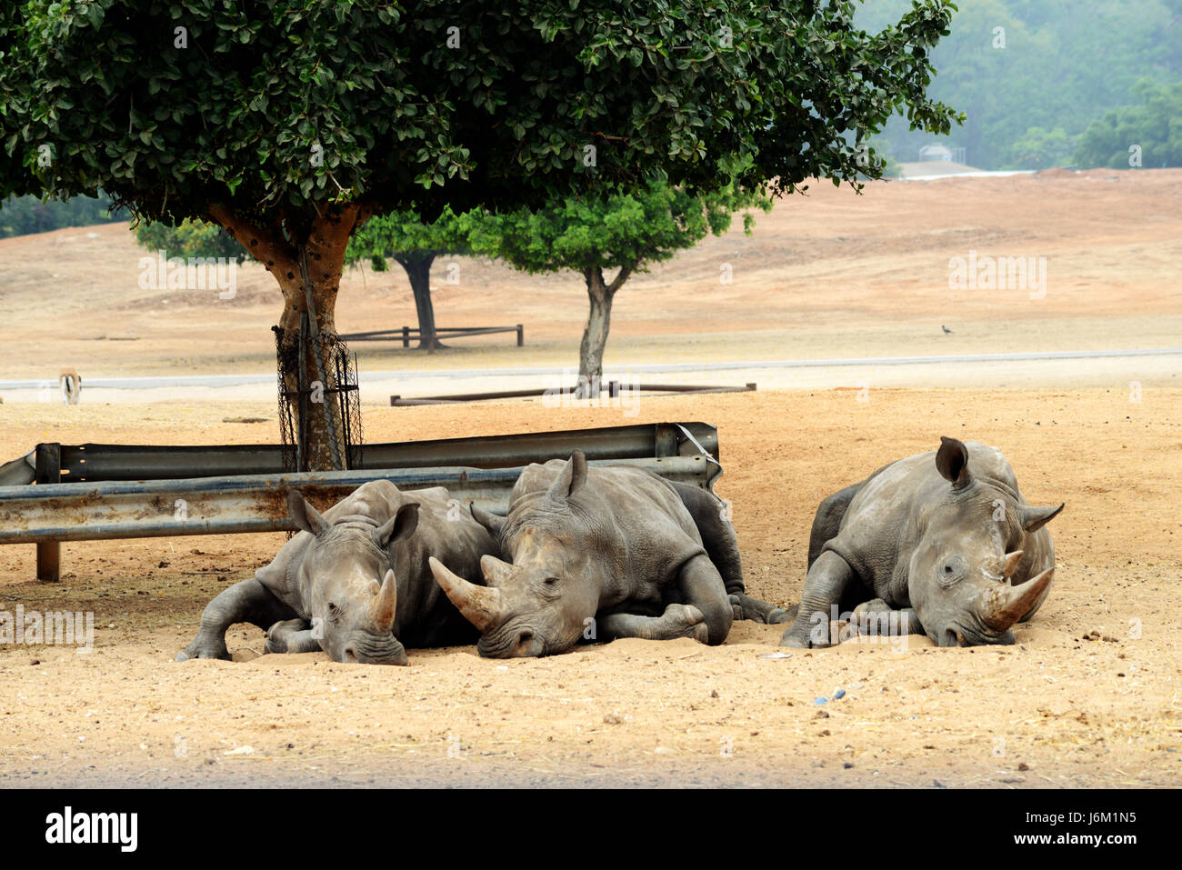 Zoo wild animals hi-res stock photography and images - Alamy