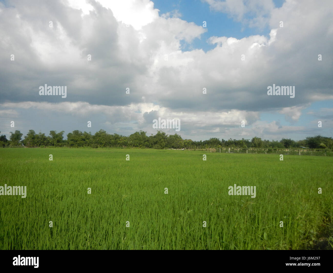 This entry refers to the rural landscape of Candaba in Pampanga ...