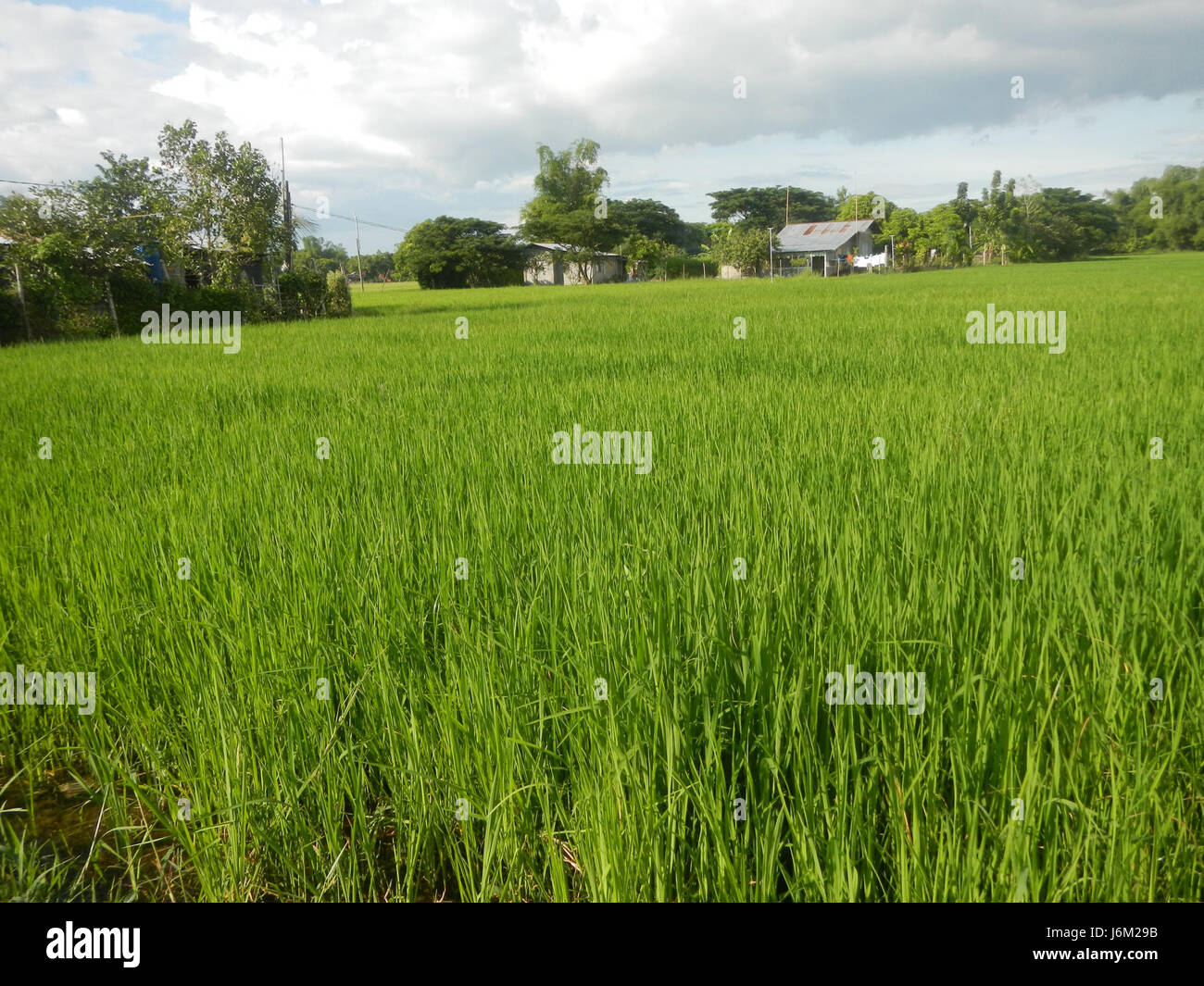 The image captures the rural landscape of Salapungan, Candaba, Pampanga ...