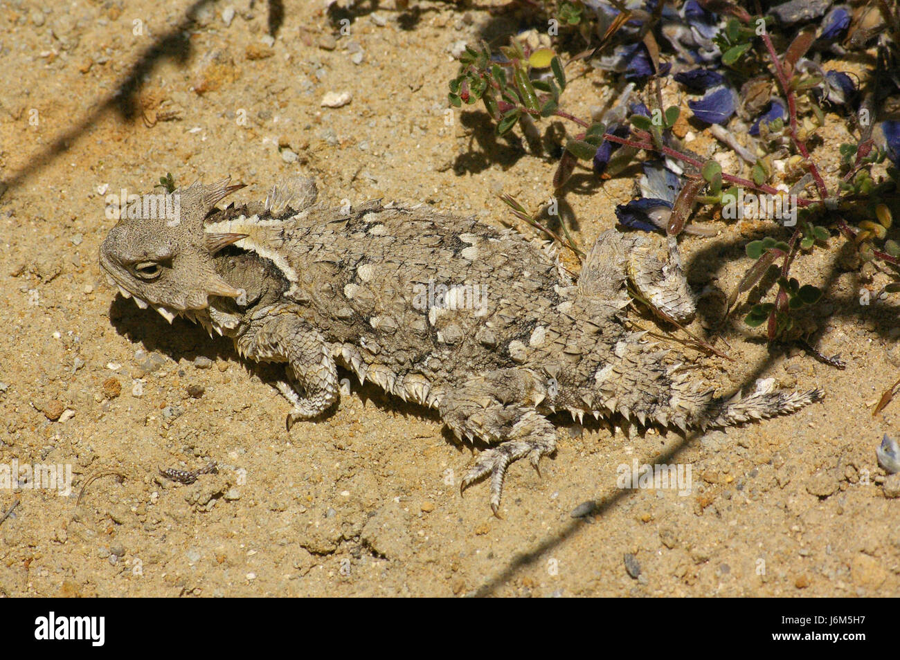 09-036 Horned Lizard (Phyrnosoma coronatum) (3481417849) Stock Photo