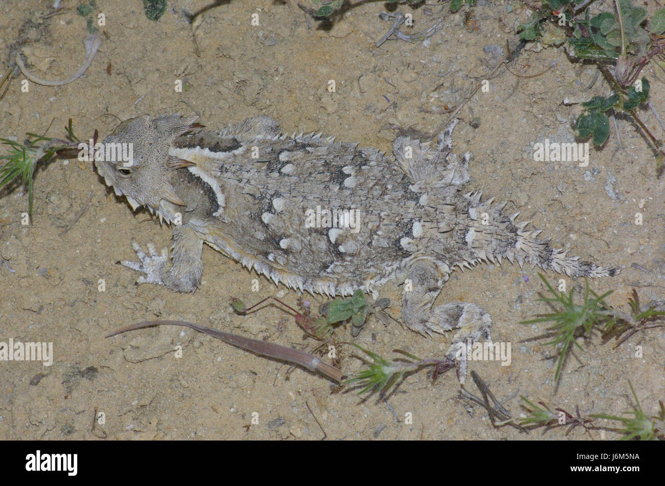 09-035 Horned Lizard (Phyrnosoma coronatum) (3481418737) Stock Photo