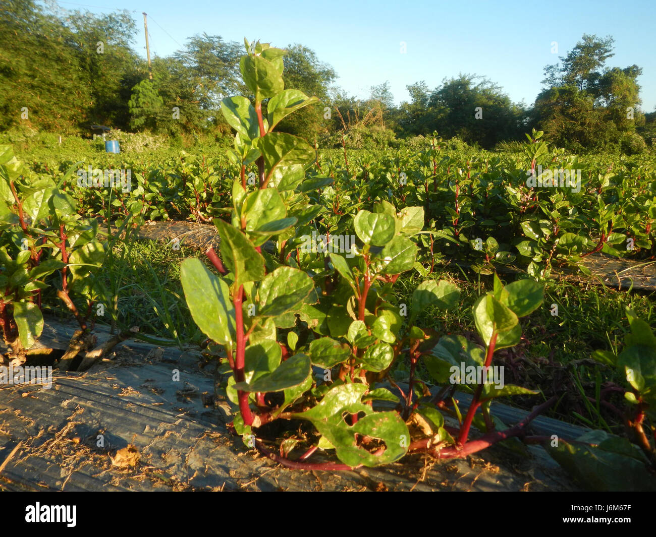 Alugbati (Basella alba) is a tropical vine grown for its edible leaves ...