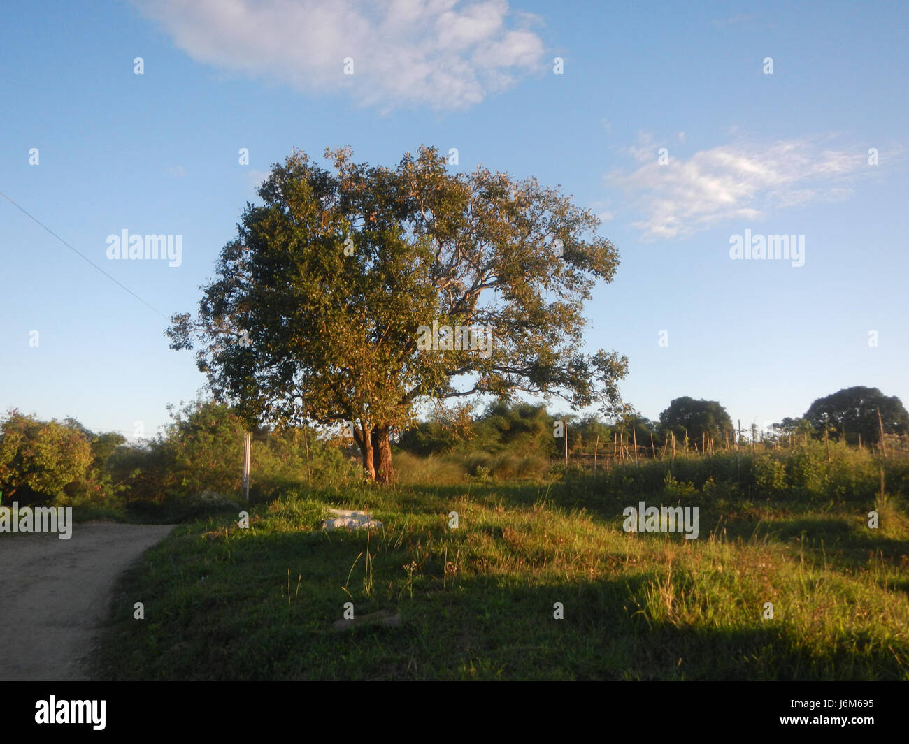 0821 Alugbati Basella alba plantations San Rafael Bulacan Philippines