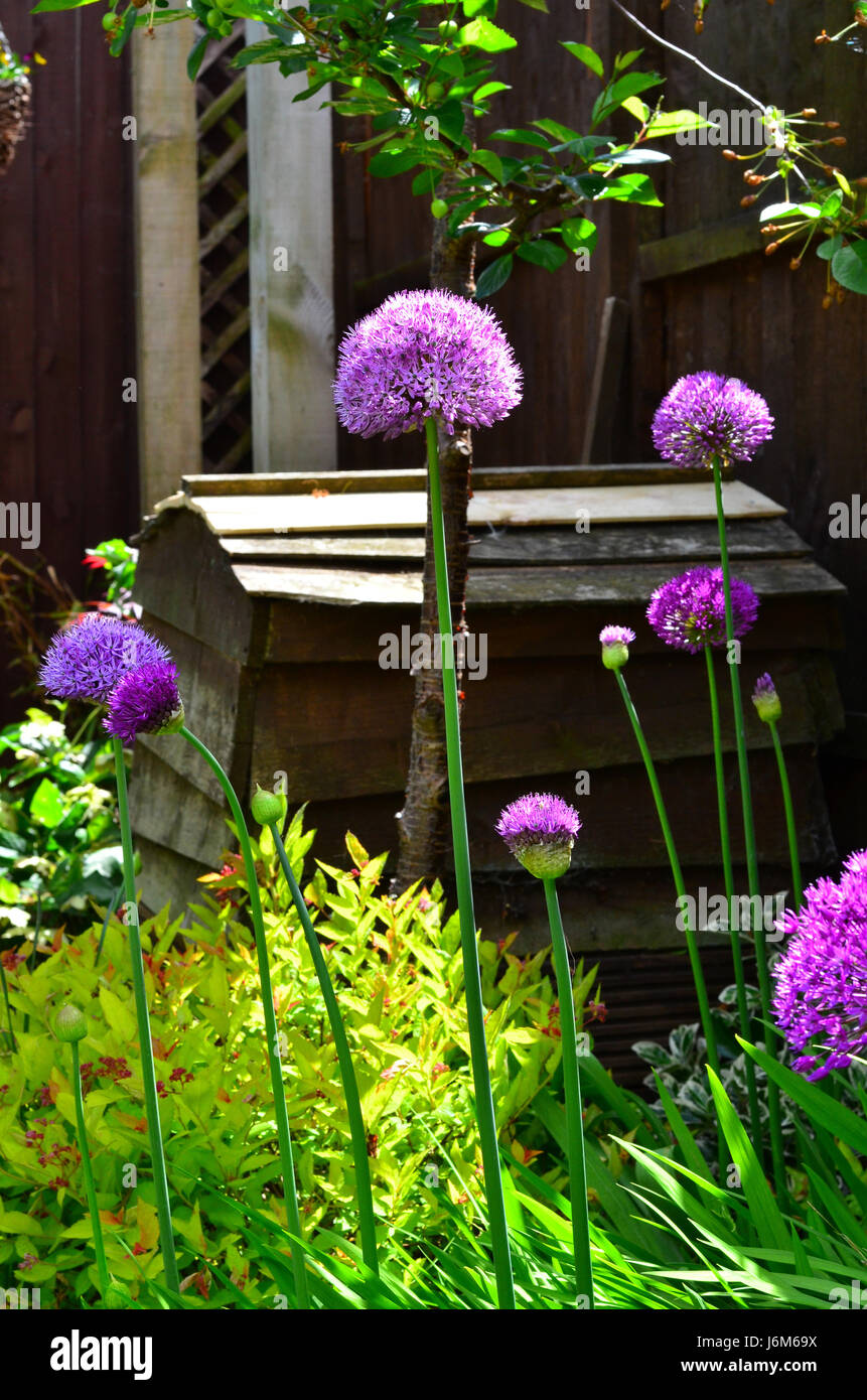 Purple Aliums in an English garden Stock Photo