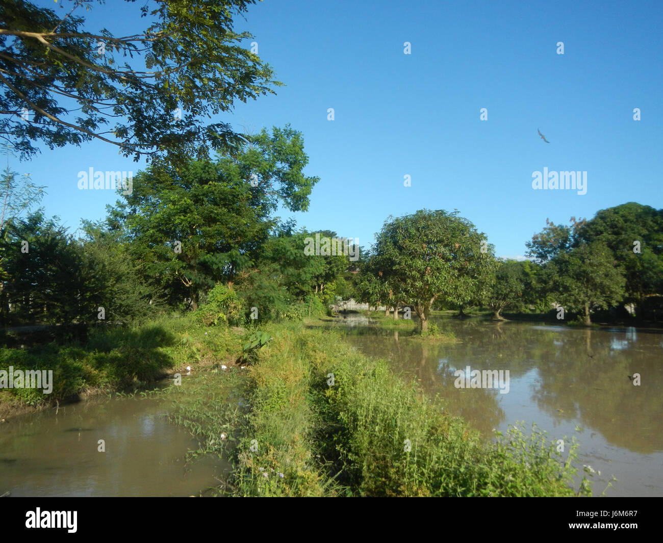 This image depicts the paddy fields and grasslands of Balucuc in Apalit ...