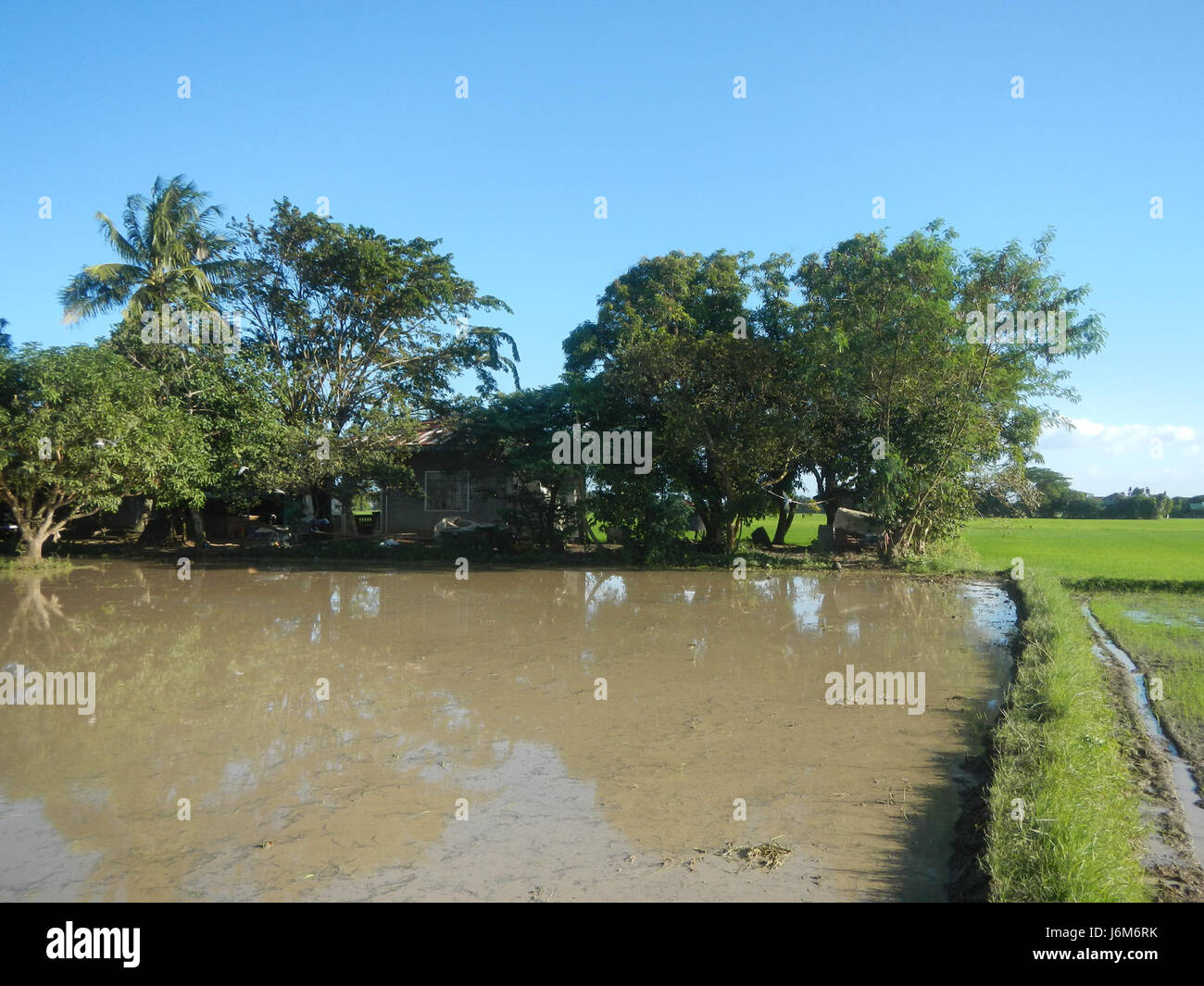 The photo shows the expansive paddy fields in Balucuc, Apalit, Pampanga ...