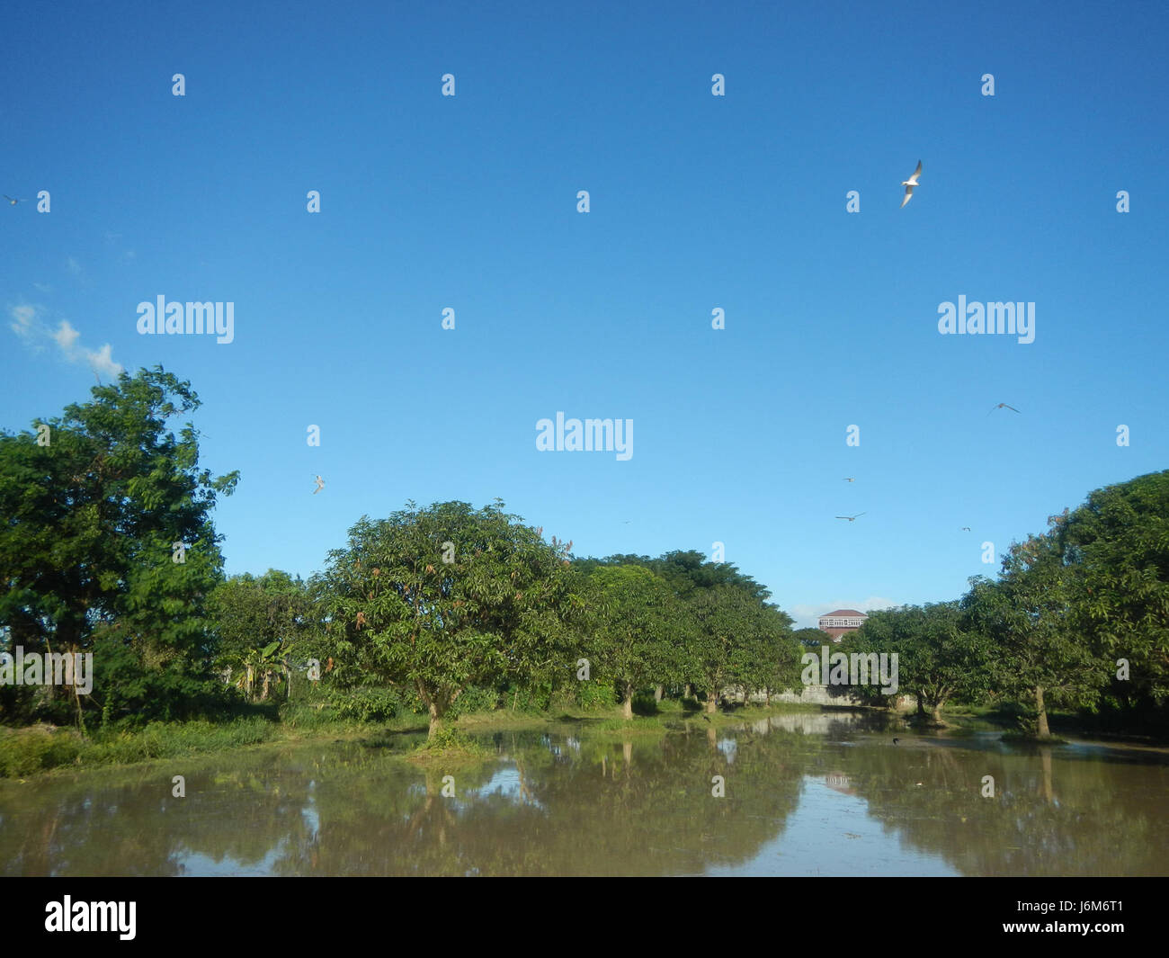 08998 Balucuc Apalit Pampanga paddy fields grasslands trees irrigation ...