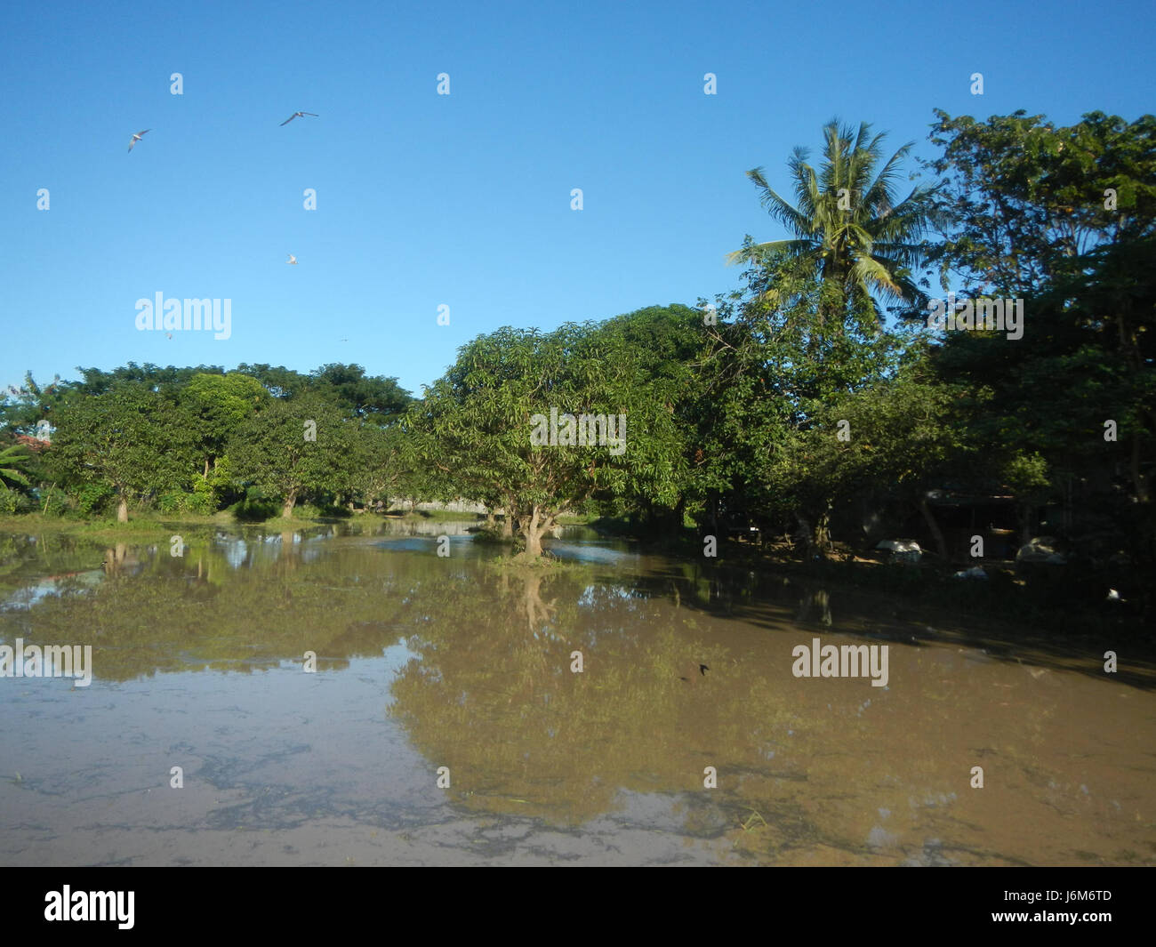 09023 Balucuc Apalit Pampanga plowing paddy fields irrigation flying ...