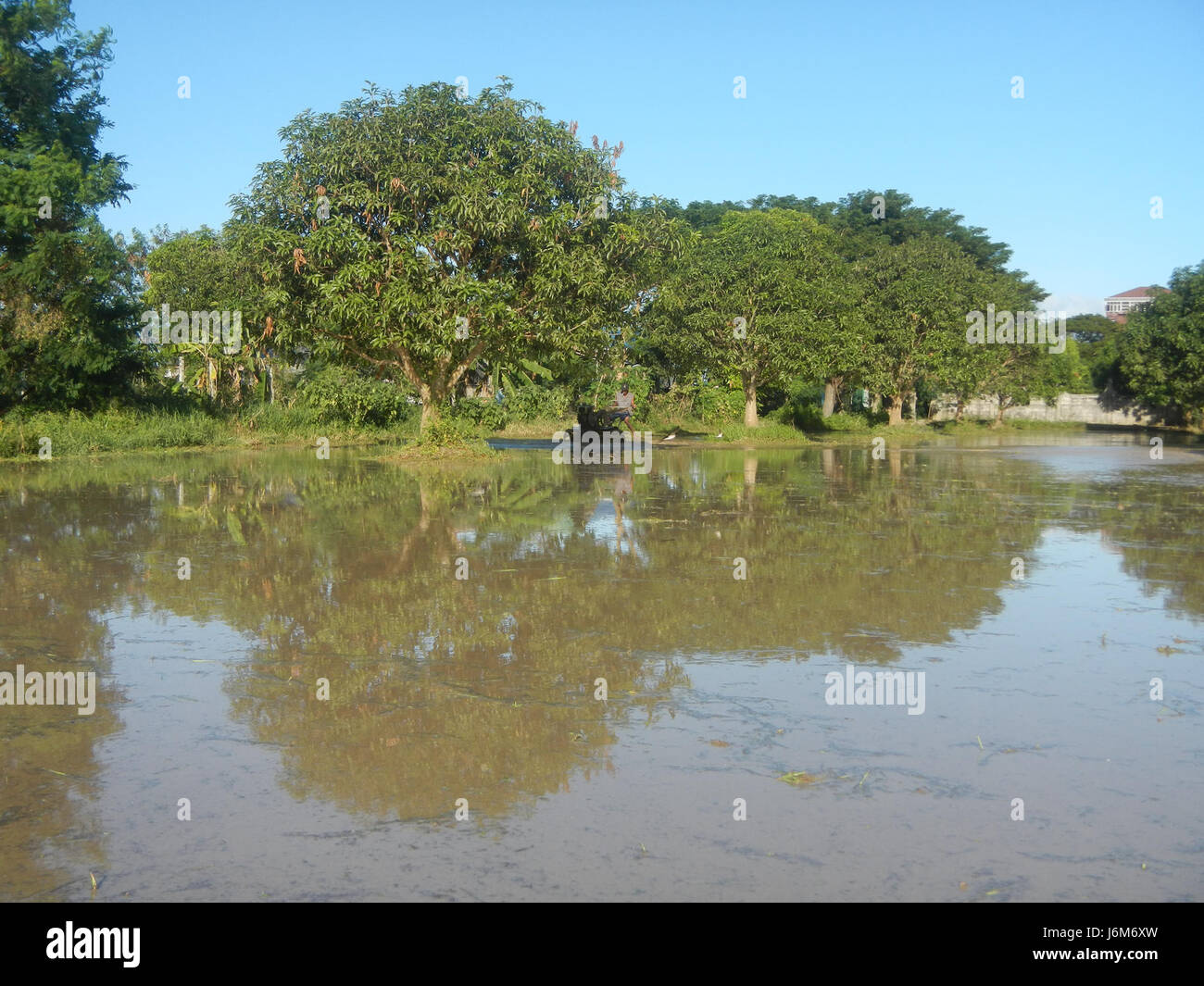 This image captures farmers plowing paddy fields in Balucuc, Apalit ...