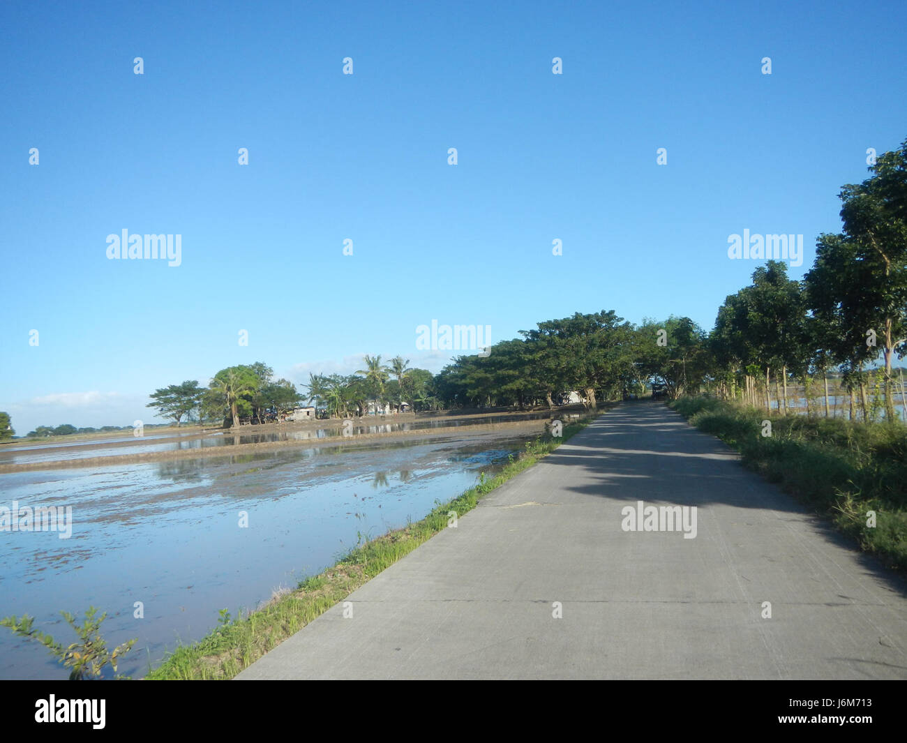 This historical photograph from 1911 captures the scene of paddy fields ...