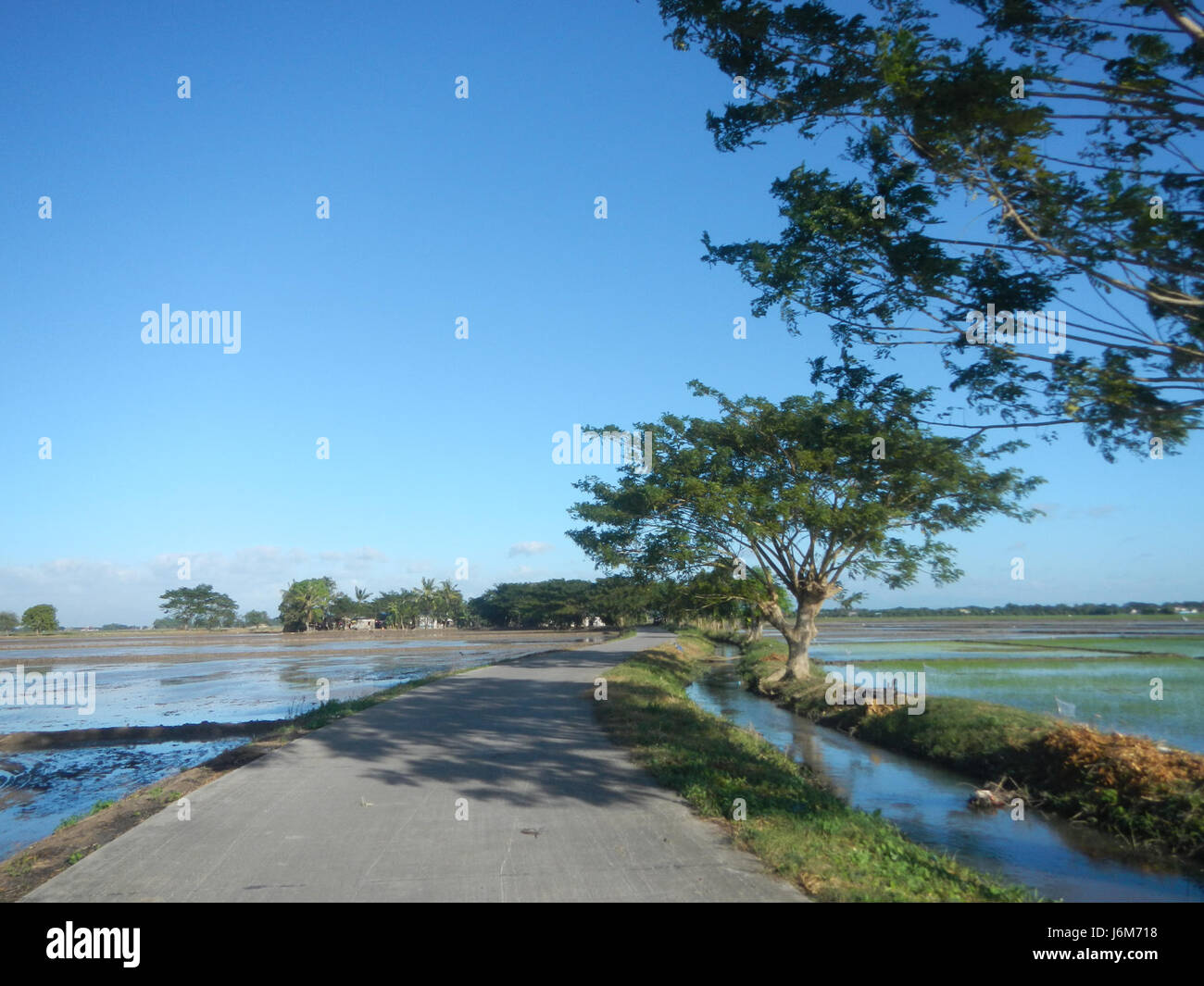 The photograph from Balucuc, Apalit in Pampanga depicts farmers plowing ...