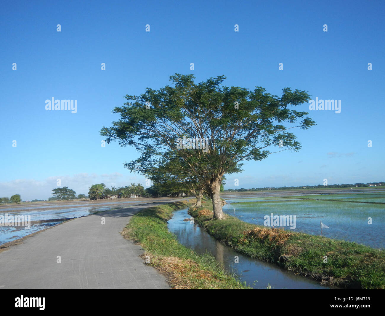 In Balucuc, Apalit, Pampanga, local farmers are seen plowing paddy ...
