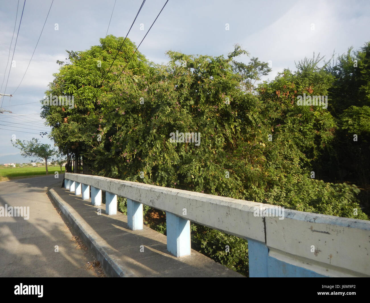 Sumacab Paddy fields and grasslands in Sumacab Sur Norte, Cabanatuan City, are ...