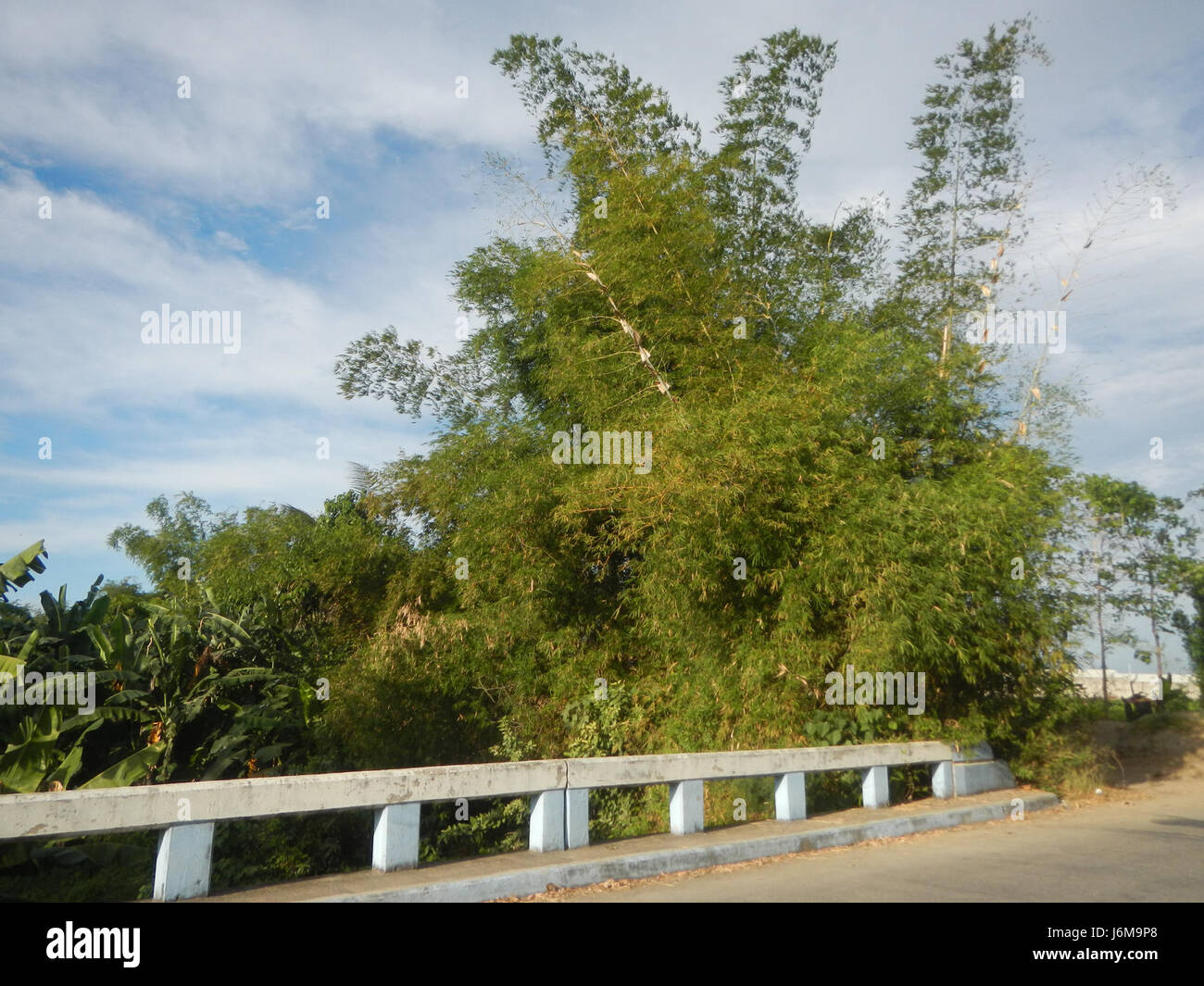 Sumacab The title refers to an image or scene depicting the paddy fields and ...
