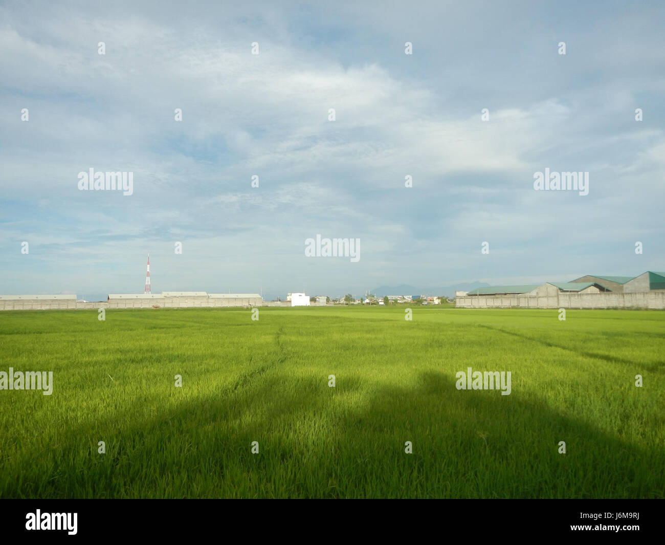 Sumacab 0834 Paddy fields Grasslands Sumacab Sur Norte, Cabanatuan City 12 ...