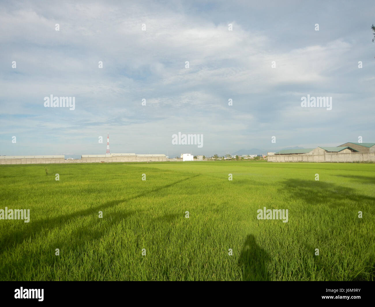Sumacab 0834 Paddy fields Grasslands Sumacab Sur Norte, Cabanatuan City 20 ...