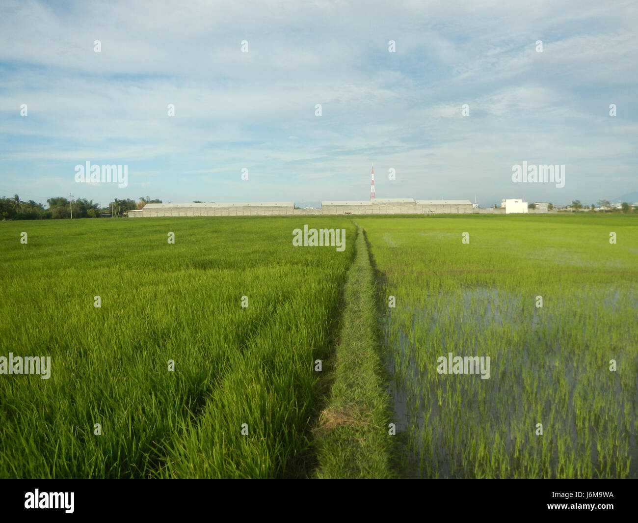 Sumacab The paddy fields and grasslands in Sumacab Sur Norte, Cabanatuan City ...