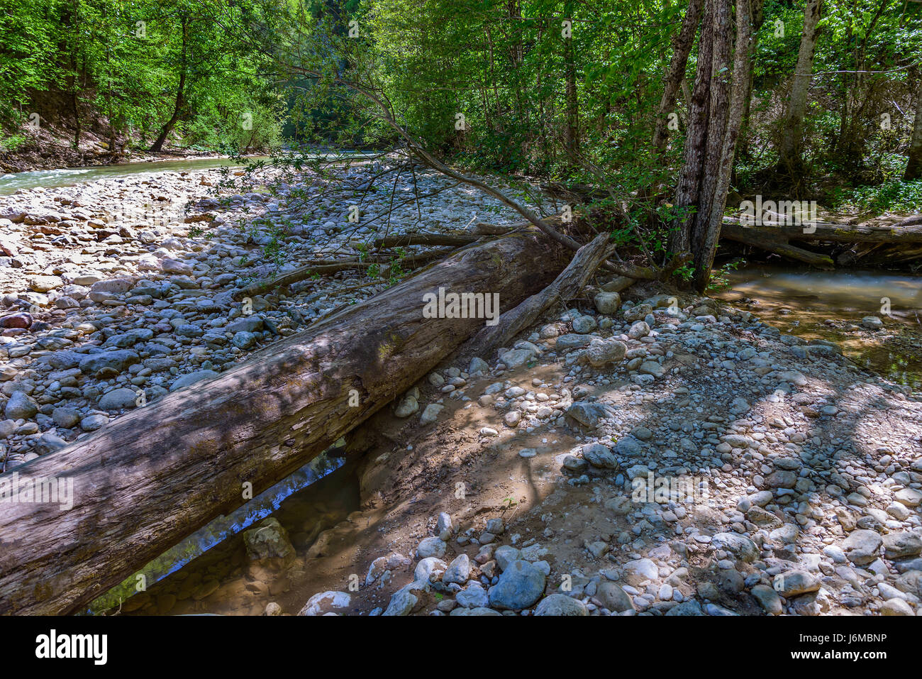 A fallen tree lies on the stony bank of a mountain river Stock Photo