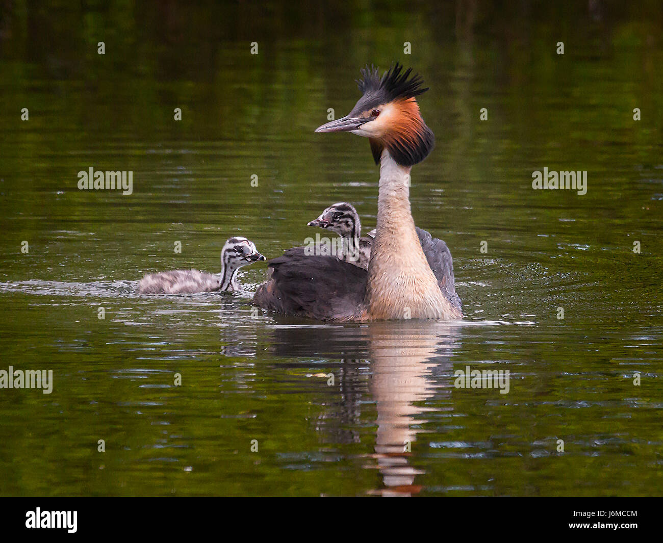 Great Crested Grebe family with chick riding on parent's back, chic swimming in pond Stock Photo