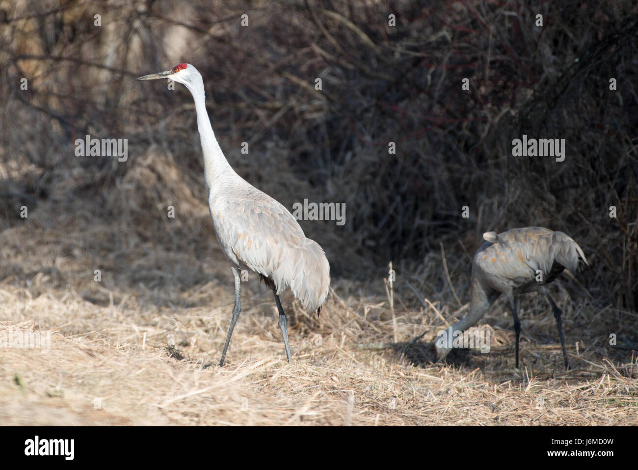 Sandhill Cranes Walking Stock Photo
