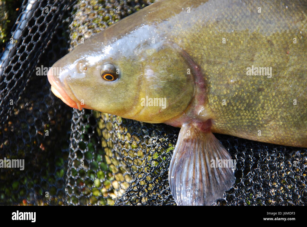 Goldschleie hires stock photography and images Alamy