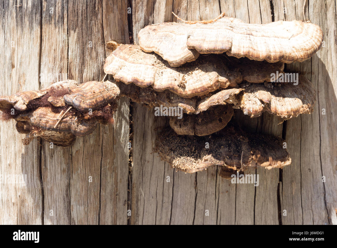 Fungus growing on dead tree Stock Photo Alamy
