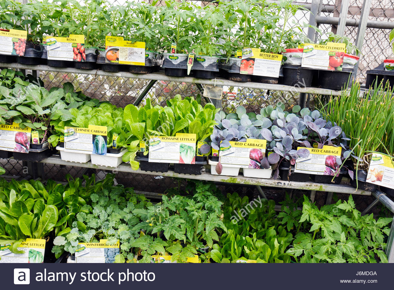 miami hialeah florida wal mart walmart shopping garden center plants for sale - Walmart Garden Center Plants miami hialeah florida wal mart walmart shopping garden center plants for sale - Walmart Garden Center Plants