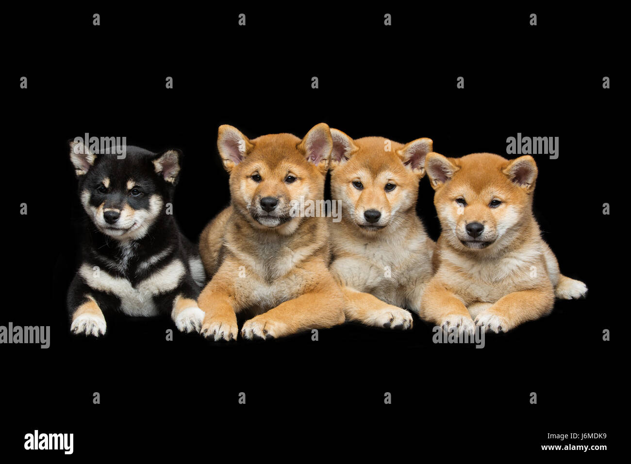 Four Beautiful Brown And Black Japanese Shiba Inu Puppy Dogs