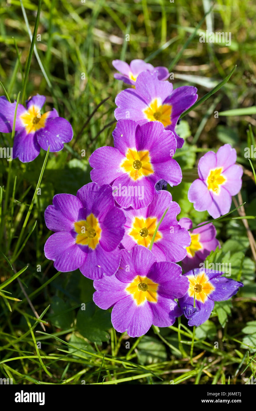 purple primrose Stock Photo