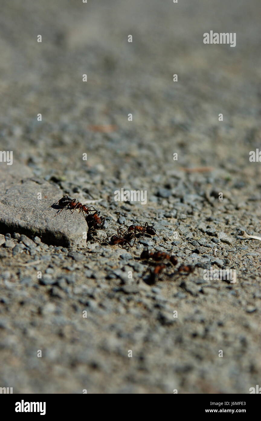 macro close-up macro admission close up view ant gravel ants workers laborer Stock Photo