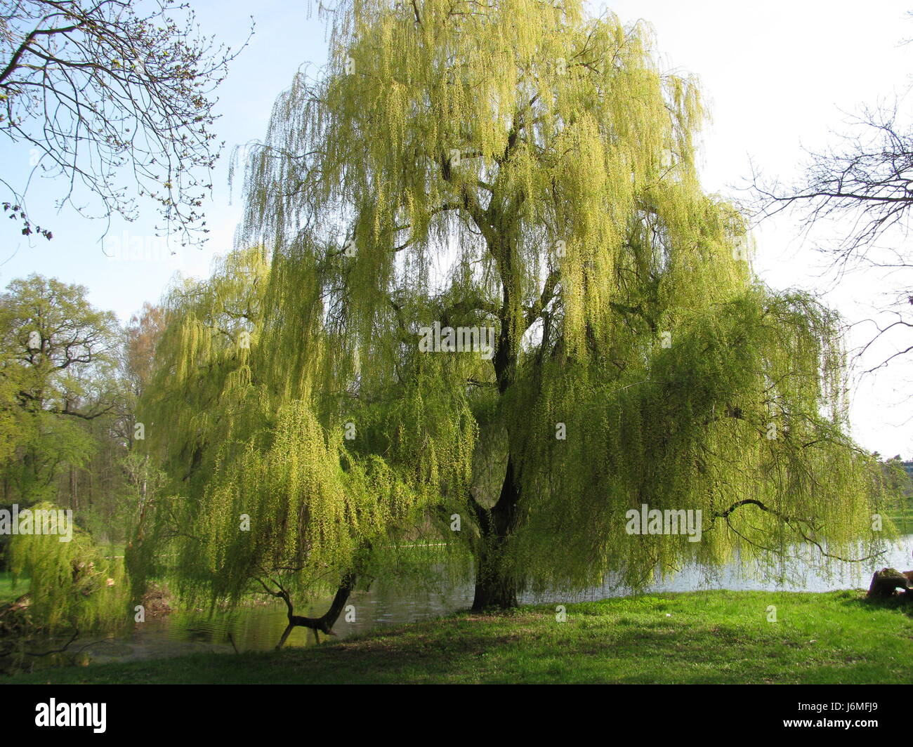 5 Purple Willow Seeds Tree Weeping Flower Giant Full Landscape