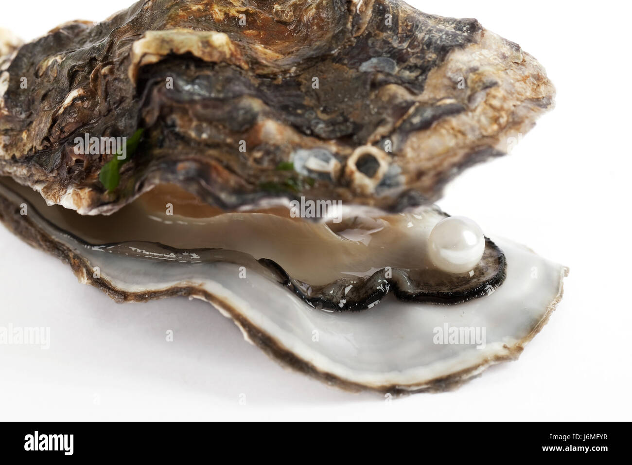 oyster with pearl Stock Photo Alamy
