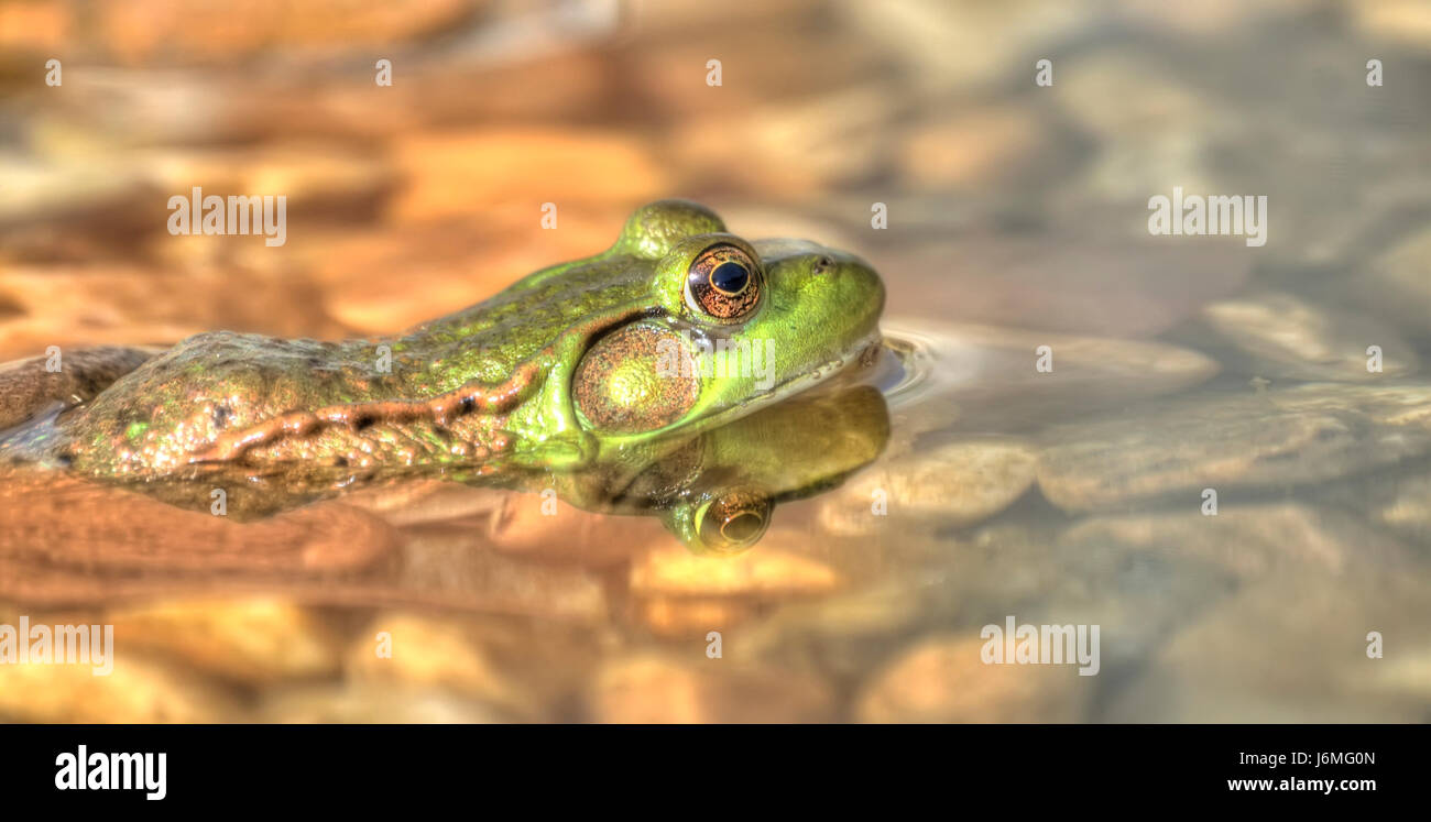 animal amphibian frog rocks backdrop background nature green macro ...